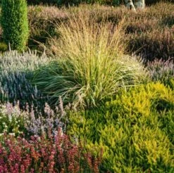Molinia Caerulea P9 Cm