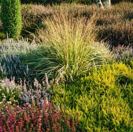 Molinia Caerulea C2 Cm 1 Molinia Caerulea C2 Cm