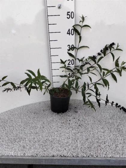 Buddleja Davidii 'Border Beauty' C2 30-40 Cm 2 Buddleja Davidii 'Border Beauty' C2 30-40 Cm - Afbeelding 2