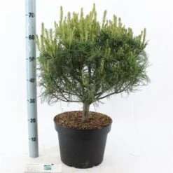 Pinus Strobus 'Tiny Kurls' C10 40-50 Cm -Tuinbenodigdheden Verkoop 2024 RPC2K7G1 aa48