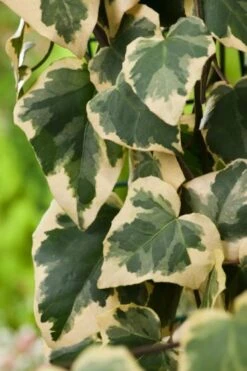Hedera Colchica 'Dentata Variegata' C2 60-80 Cm 5 Hedera Colchica 'Dentata Variegata' C2 60-80 Cm -Tuinbenodigdheden Verkoop 2024 RRRXLAPP 864e