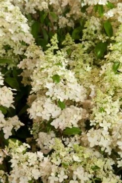 Hydrangea Paniculata Confetti C4 30-40 Cm
