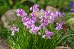 Hyacinthoides Hispanica Roze P9 -Tuinbenodigdheden Verkoop 2024 RTCX2X32 9ae2