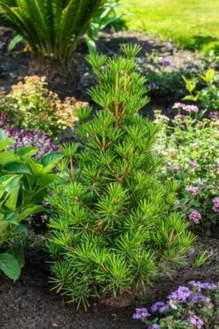 Sciadopitys Verticillata Green Diamond C3 25-30 Cm