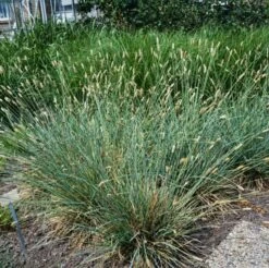 Stipa Gigantea P9 Cm