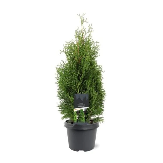 Thuja Occidentalis 'Holmstrup' C3 40-50 Cm 1 Thuja Occidentalis 'Holmstrup' C3 40-50 Cm