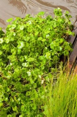 Hydrocotyle Novae-zelandiae M11 Cm