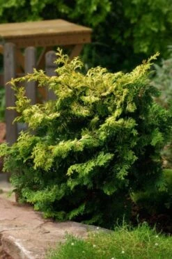 Chamaecyparis Obtusa 'Kamarachiba' C3.5 25-30 Cm
