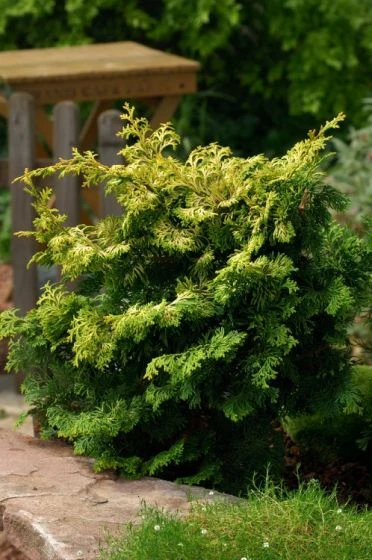 Chamaecyparis Obtusa 'Kamarachiba' C3.5 25-30 Cm 1 Chamaecyparis Obtusa 'Kamarachiba' C3.5 25-30 Cm