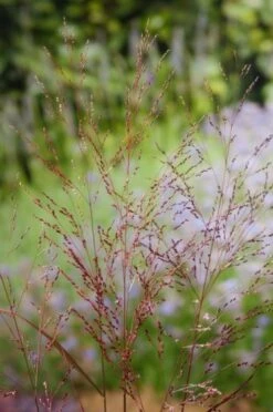 Panicum Virgatum 'Squaw' P9 Cm -Tuinbenodigdheden Verkoop 2024 SB98VJK7 e20c 1