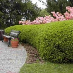 Taxus Media 'Densiformis' C3 30-40 Cm