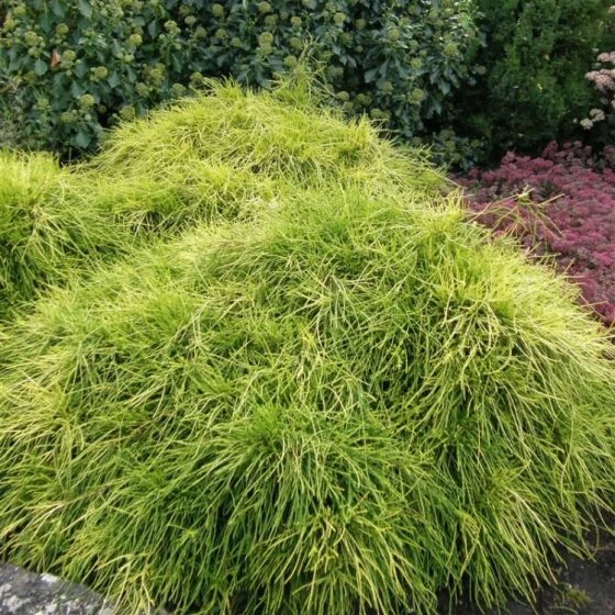 Chamaecyparis Pisifera 'Sungold' C3 20-25 Cm 2 Chamaecyparis Pisifera 'Sungold' C3 20-25 Cm - Afbeelding 2