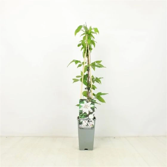 Clematis 'Snow Queen' C2 60-70 Cm 2 Clematis 'Snow Queen' C2 60-70 Cm - Afbeelding 2