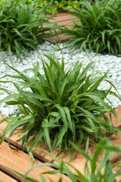 Luzula Pilosa 'Igel' P9 Cm