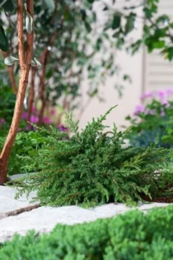 Juniperus Communis 'Green Carpet'