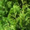 Thuja Occidentalis 'Degroot's Spire'