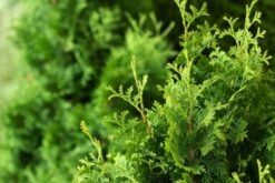 Thuja Occidentalis 'Degroot's Spire'