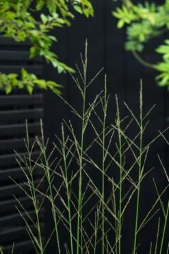 Molinia Arundinacea 'Skyracer' P9 Cm -Tuinbenodigdheden Verkoop 2024 SKYKN8P6 0bb7