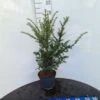 Taxus Baccata C5 80-100 Cm