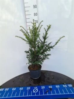 Taxus Baccata C5 80-100 Cm