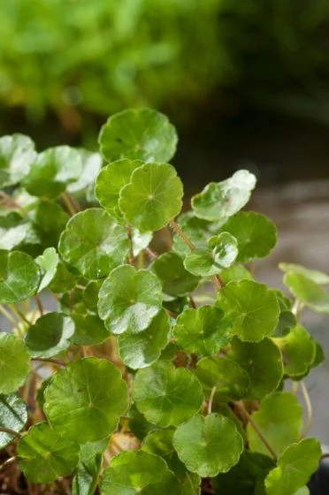 Hydrocotyle Vulgaris M11 Cm 3 Hydrocotyle Vulgaris M11 Cm - Afbeelding 3