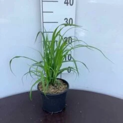 Carex Acutiformis C2 Cm