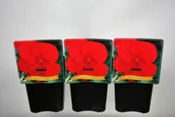 Hibiscus 'Fireball' C5 Cm -Tuinbenodigdheden Verkoop 2024 SV4JL249 830a