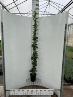 Hedera Hibernica C3.5 175-200 Cm