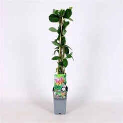 Lonicera Heckrottii 'Goldflame' C2 60-70 Cm -Tuinbenodigdheden Verkoop 2024 SWVW43H5 3208