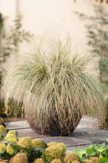 Carex Comans 'Frosted Curls' P9 Cm 2 Carex Comans 'Frosted Curls' P9 Cm - Afbeelding 2