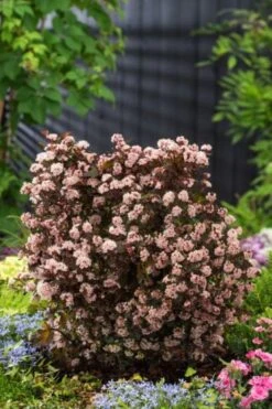 Physocarpus Opulifolius Little Joker C3 30-40 Cm