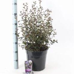 Ceanothus 'Tuxedo' C10 40-50 Cm -Tuinbenodigdheden Verkoop 2024 T6KGNDTY 1869