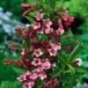 Weigela 'Rumba' C2 40-50 Cm
