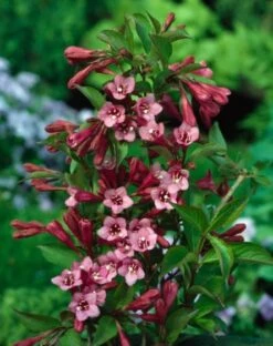 Weigela 'Rumba' C2 40-50 Cm