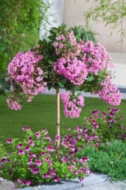 Lagerstroemia Indica C50 175-200 Cm