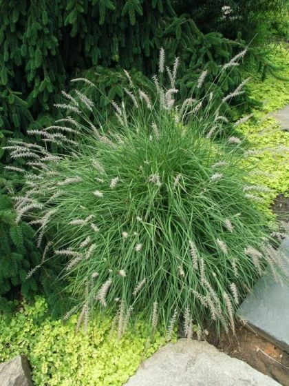 Pennisetum Orientale P9 Cm 2 Pennisetum Orientale P9 Cm - Afbeelding 2