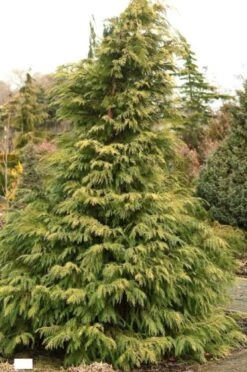 Chamaecyparis Lawsoniana 'Sunkist' C3.5 30-40 Cm
