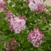 Syringa Microphylla 'Superba' C3 40-50 Cm