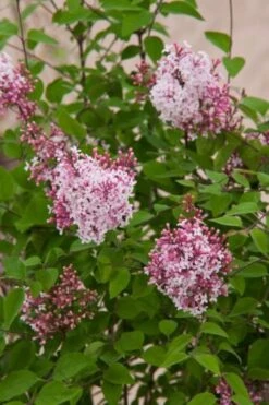 Syringa Microphylla 'Superba' C3 40-50 Cm