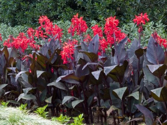 Canna 'Red Futurity' Bol Cm 25 Stuks 2 Canna 'Red Futurity' Bol Cm 25 Stuks - Afbeelding 2