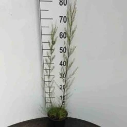 Nieuwkomers -Tuinbenodigdheden Verkoop 2024 TNZAG1X7 f82b