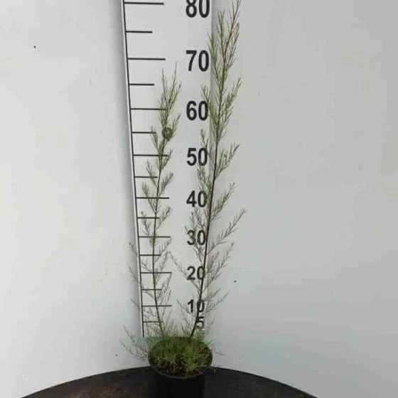 Tamarix Tetrandra C2 40-60 Cm 2 Tamarix Tetrandra C2 40-60 Cm - Afbeelding 2