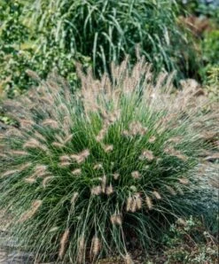 Pennisetum Alopecuroides C5 Cm