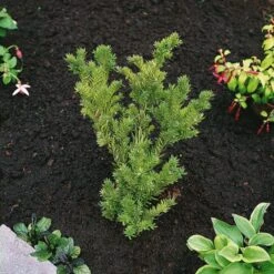 Nieuwkomers -Tuinbenodigdheden Verkoop 2024 TSD5S6EW 0b27