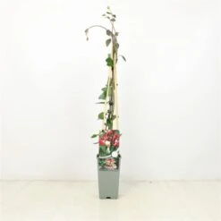 Lonicera Periclymenum 'Serotina' C2 60-70 Cm