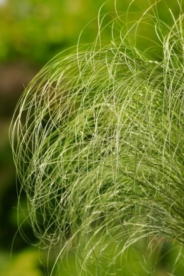 Carex Comans 'Frosted Curls' P9 Cm 1 Carex Comans 'Frosted Curls' P9 Cm