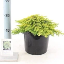 Juniperus Comm. 'Lemon Carpet' C3 25-30 Cm -Tuinbenodigdheden Verkoop 2024 V1WB1ZC4 dabb