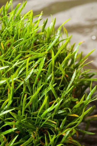 Lilaeopsis Brasiliensis M11 Cm 2 Lilaeopsis Brasiliensis M11 Cm - Afbeelding 2