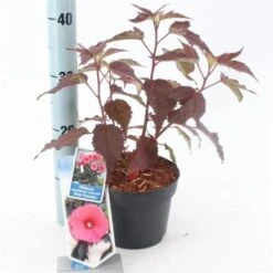 Hibiscus Moscheutos Carousel Pink Passion C2 30-40 Cm -Tuinbenodigdheden Verkoop 2024 V67DJJZD ad99