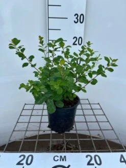 Spiraea Betulifolia 'Tor' C1.3 25-30 Cm